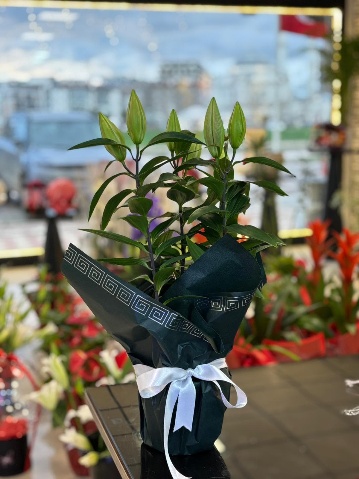 Lilyum Saksı